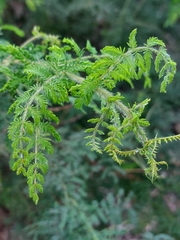 Acacia pubescens