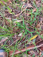 Arthropodium strictum