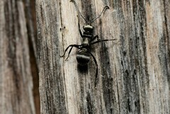 Polyrhachis daemeli