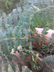 Acacia pubescens
