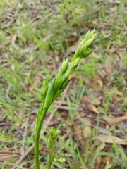 Arthropodium strictum
