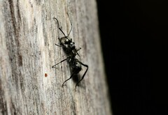 Polyrhachis daemeli
