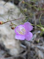 Agalinis edwardsiana