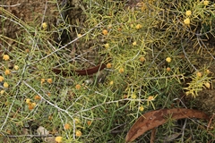 Acacia brownii