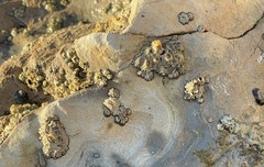 Balanomorpha