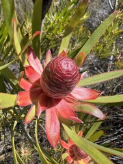 Leucadendron eucalyptifolium