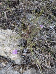 Agalinis edwardsiana