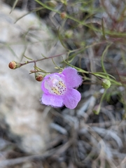 Agalinis edwardsiana