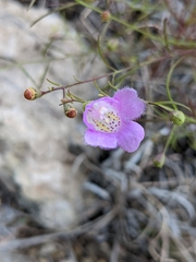 Agalinis edwardsiana