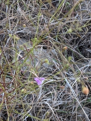 Agalinis edwardsiana