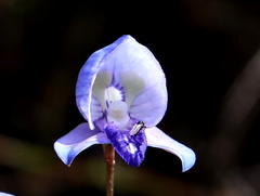 Disa purpurascens