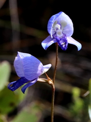 Disa purpurascens