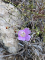 Agalinis edwardsiana