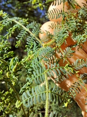 Acacia pubescens