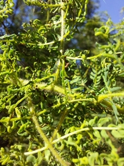 Acacia pubescens