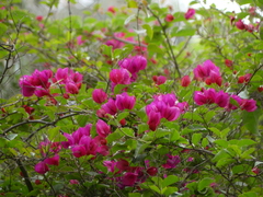 Bougainvillea spectabilis