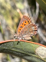 Aloeides pallida pallida