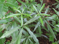 Pseudopanax crassifolius × lessonii