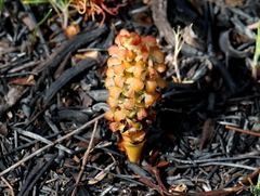 Disa pygmaea