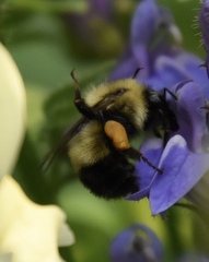 Bombus vagans