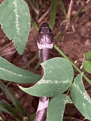 Tropidodipsas philippii