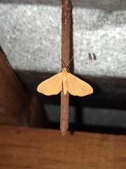 Eubaphe
