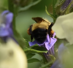 Bombus vagans