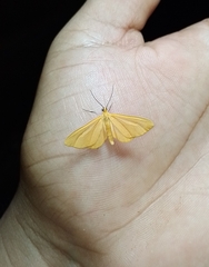 Eubaphe