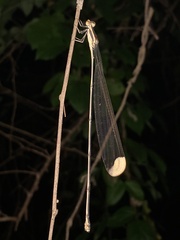 Mecistogaster ornata