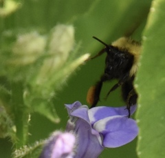 Bombus vagans