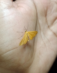 Eubaphe
