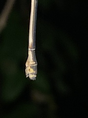 Mecistogaster ornata