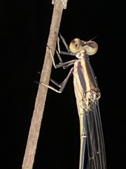 Mecistogaster ornata
