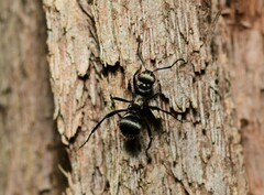 Polyrhachis daemeli