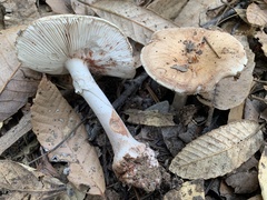 Amanita novinupta