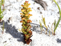 Disa pygmaea