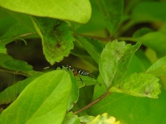 Xanthocryptus novozealandicus