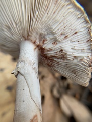 Amanita novinupta