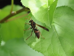 Polistes humilis