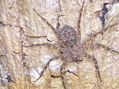 Selenopidae