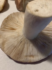 Russula cyanoxantha