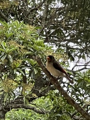 Anaplectes rubriceps