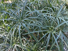 Cyperus alternifolius