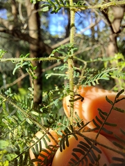 Acacia pubescens