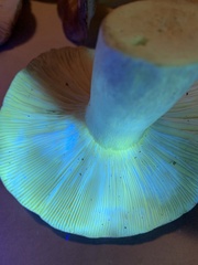 Russula cyanoxantha