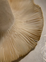 Russula cyanoxantha