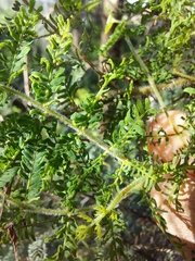 Acacia pubescens
