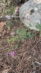 Lespedeza procumbens