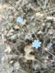 Stephanomeria exigua
