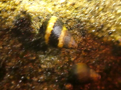 Littorina scutulata
